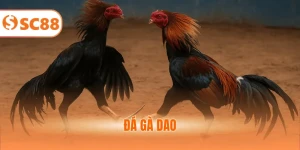 Đá Gà Dao - Giải Trí Với Màn Tranh Tài Căng Thẳng 2025